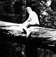 Sitting on a Redwood