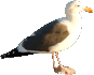 Sea Gull 2007