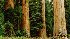 Save the Redwoods!