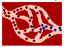 capillary