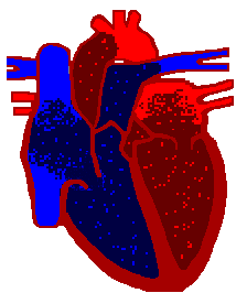 Thanks CompuServe for featuring our Human Heart Tutorial!