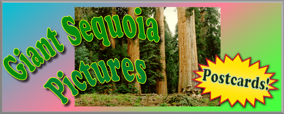 Giant Sequoias photos